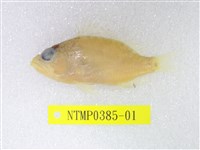 藏品(懷特式棘花鱸)的圖片